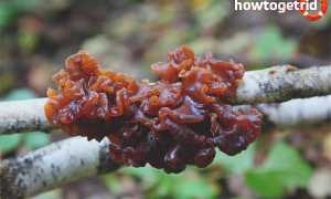 Дрожалка листоватая — описание, где растет, ядовитость гриба