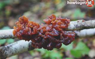 Дрожалка листоватая — описание, где растет, ядовитость гриба