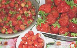 Чем отличается клубника от земляники?