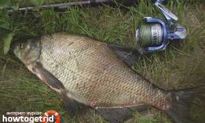 Чем лещ отличается от подлещика?