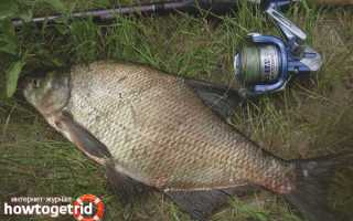 Чем лещ отличается от подлещика?