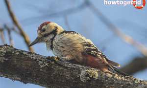 Белоспинный дятел — описание, среда обитания, интересные факты