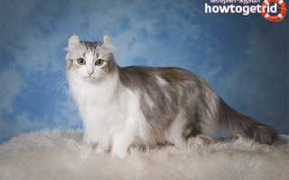 Американский керл — описание породы и характер кошки