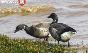 Черная казарка — описание, среда обитания, интересные факты