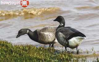 Черная казарка — описание, среда обитания, интересные факты