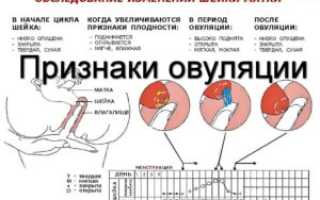 Всегда ли происходит овуляция в середине цикла