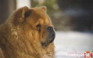 Чау-чау — описание породы и характер собаки