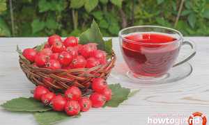 Боярышник при беременности — польза и вред