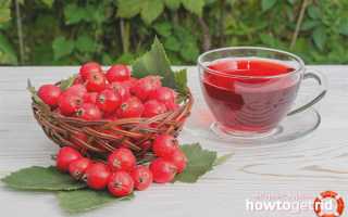 Боярышник при беременности — польза и вред