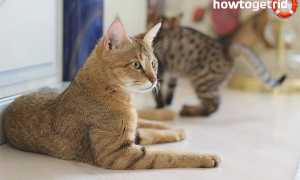 Чаузи — описание породы и характер кошки