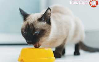 Чем кормить тайскую кошку?