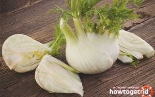 Фенхель во время беременности — польза и вред