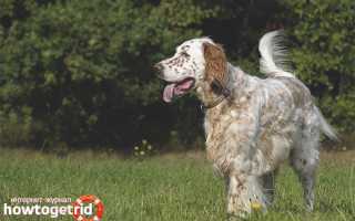 Английский сеттер — описание породы и характер собаки