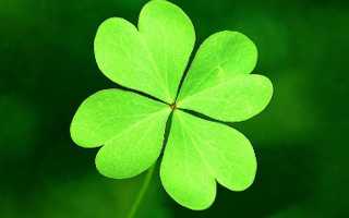 Что означает найти четырехлистный клевер