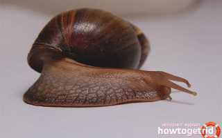 Домашняя улитка ахатина — уход и содержание