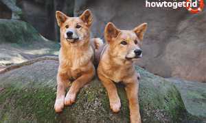 Динго — описание, среда обитания, образ жизни