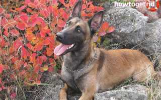 Бельгийская овчарка — описание породы и характер собаки