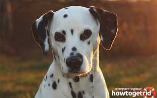 Далматин — описание породы и характер собаки