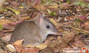 Бандикут — описание, среда обитания, образ жизни