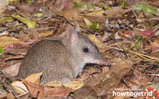 Бандикут — описание, среда обитания, образ жизни