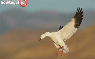 Белый гусь — описание, среда обитания, интересные факты