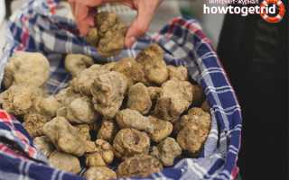 Белый трюфель — описание, где растет, ядовитость гриба