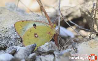 Бабочка желтушка — описание, среда обитания, виды