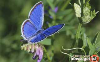 Бабочка голубянка — описание, среда обитания, виды