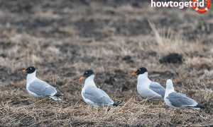 Черноголовый хохотун — описание, среда обитания