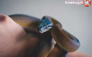 Белогубый питон — описание, где обитает, особенности