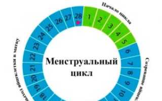 Месячные начались после овуляции