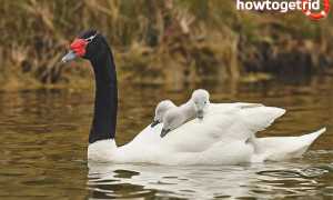 Черношейный лебедь — описание, среда обитания