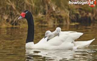Черношейный лебедь — описание, среда обитания