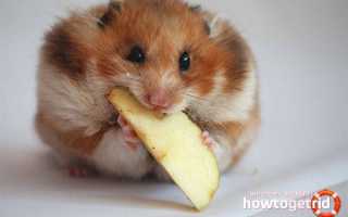 Чем кормить хомяка в домашних условиях