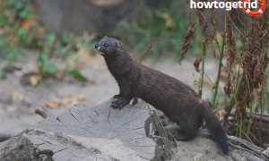 Европейская норка — описание, среда обитания, образ жизни