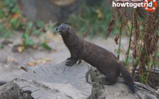 Европейская норка — описание, среда обитания, образ жизни