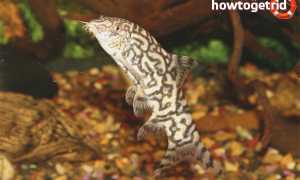 Боция мраморная — уход и содержание в аквариуме