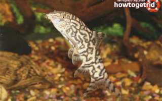 Боция мраморная — уход и содержание в аквариуме