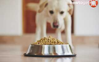 Аллергия на корм у собак: симптоматика, терапия и диета