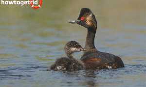 Черношейная поганка — описание, среда обитания