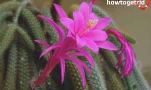 Апорокактус — выращивание и уход в домашних условиях