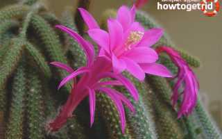 Апорокактус — выращивание и уход в домашних условиях