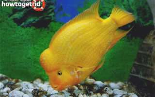 Цихлазома цитроновая — уход и содержание в аквариуме