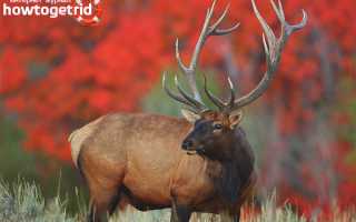 Благородный олень — описание, среда обитания, образ жизни