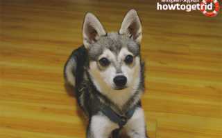 Аляскинский кли-кай — описание породы и характер собаки