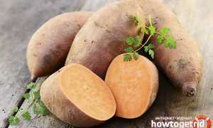 Батат — полезные свойства и противопоказания