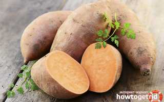 Батат — полезные свойства и противопоказания