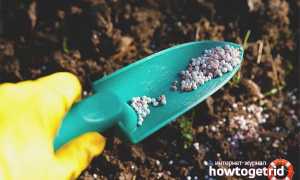 Чем лучше подкормить клубнику осенью