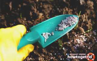 Чем лучше подкормить клубнику осенью