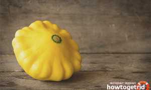 Что приготовить из патиссонов быстро и вкусно